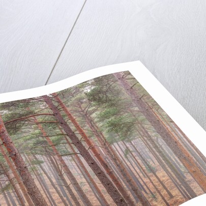 Misty forest with tall trees by Assaf Frank